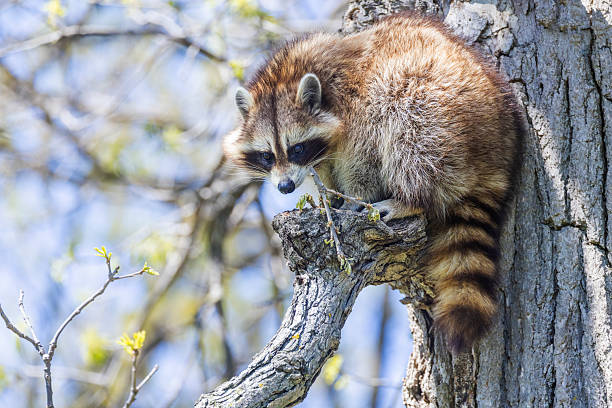 istock American, northern or common raccoon 2215760115