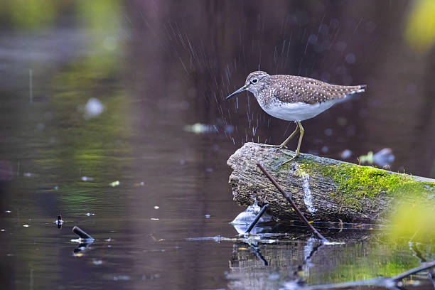 solitary sandpiper