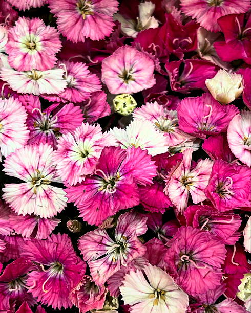 istock Beautiful Flowers in my Garden 2215760972