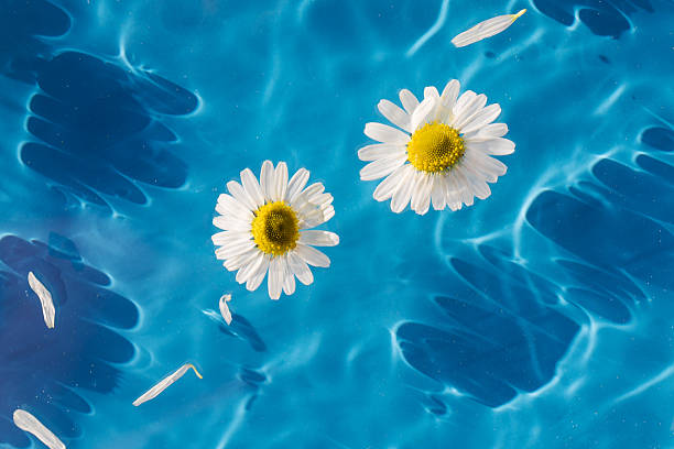 istock Chamomile flowers floating on blue background, drop stains on water. Copy space. Background 2215761161