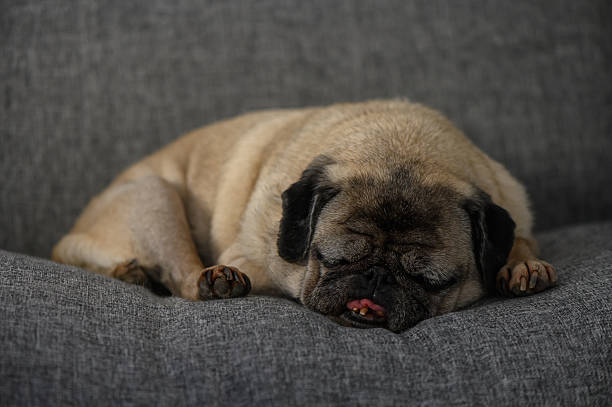 istock Old Sleeping Pug on Gray Sofa in Cozy Home Interior 2215761197