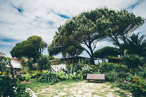Wide-angle view of a lush garden with exotic plants, a solitary wooden bench on a stone path, and towering umbrella pines under a partly cloudy sky. Serene outdoor atmosphere