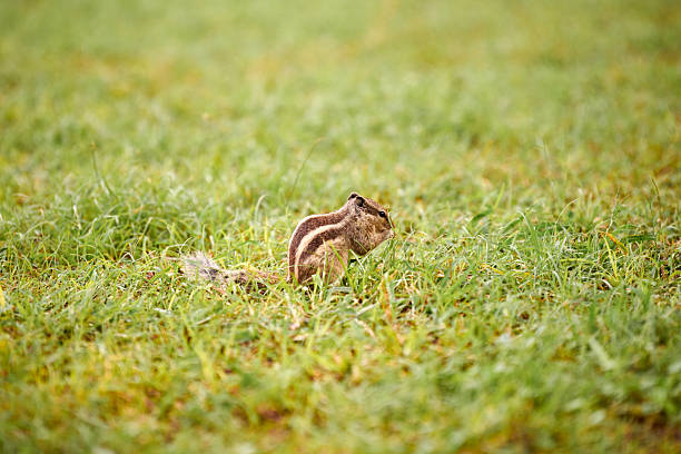 Charming little chipmunk sitting on green grass lawn and eats nuts, fluffy tailed tiny park dweller with small paws symbolizes simple joys and abundance of wild nature
