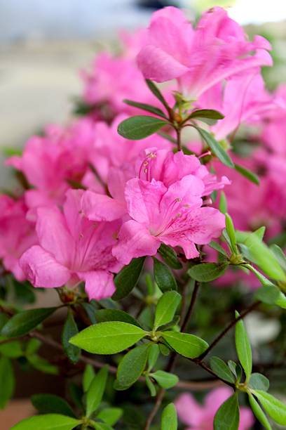 Stunning blossoms
