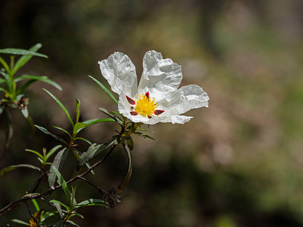 Sticky rockrose flower in spring, Cistus ladanifer