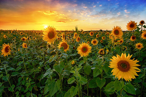istock Beautiful sunset over sunflower field 2215765062