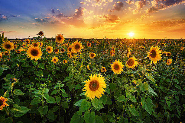 istock Beautiful sunset over sunflower field 2215765387