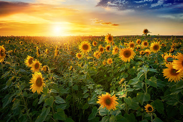 Beautiful sunset over sunflower field
