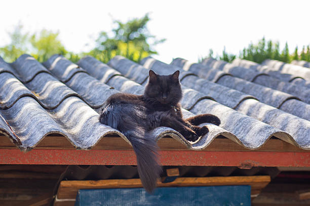 A young black cat resting on a roof. Spring time
