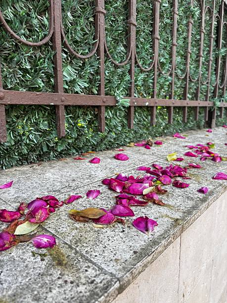 Rose petals scattered on the granite parapet