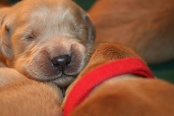 istock 7 day old Golden Retriever puppies 2215769112