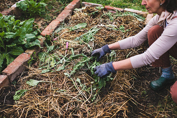 istock Freshly sifted compost soil to fertilize the garden 2215769155