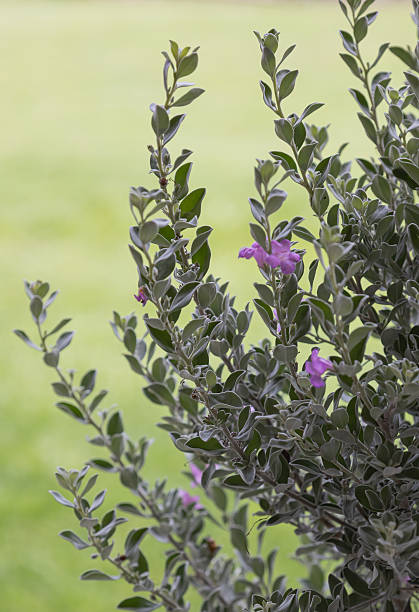 Texas Barometer Bush Texas Sage, Leucophyllum frutescens