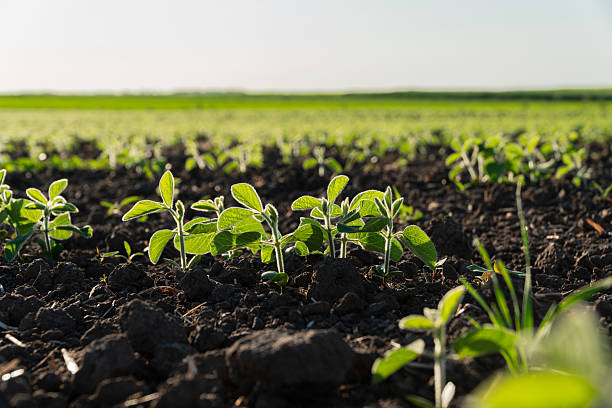 istock Small soybean sprouts emerge from rich dark soil under bright sunlight, indicating healthy growth in a vast agricultural field 2215770061