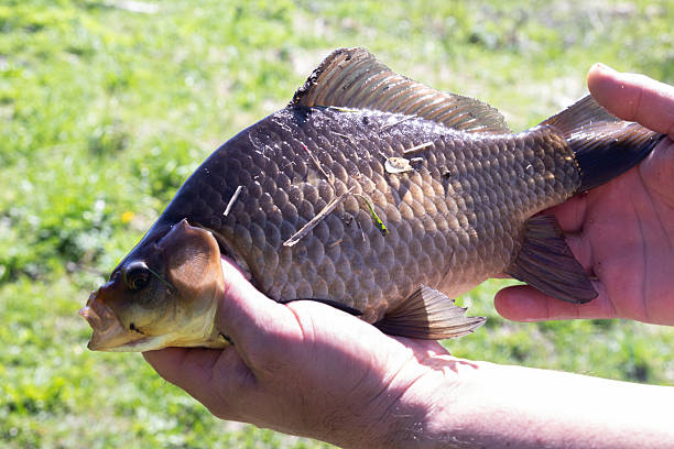 istock fishing for crucian carp,men's hands holding big fish 2215771042