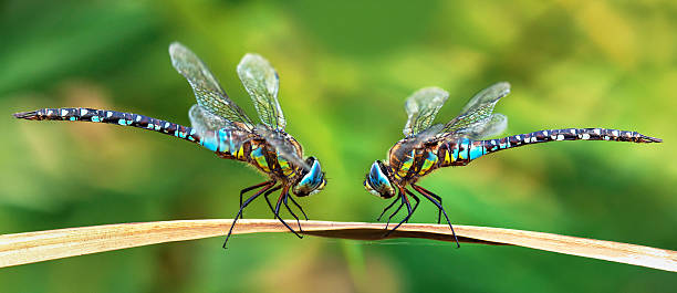Migrant hawker dragonfly in latin Aeshna mixta is Dragonfly blue brown and green colored living in southern and central europe, two dragonflies facing each other, European insect