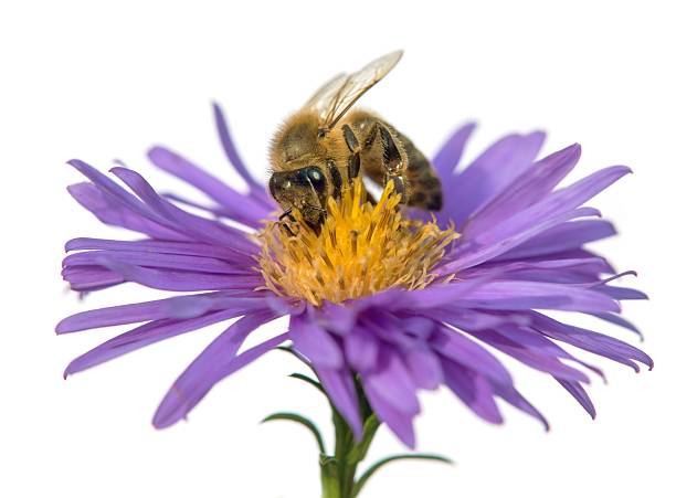 istock bee or honeybee Apis Mellifera isolated on white 2215774437