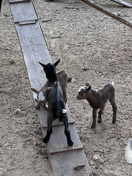istock Little lambs playing with each other 2215775029