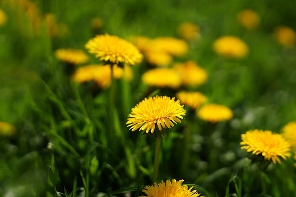 Bright yellow dandelions blooming in a vibrant green field during springtime