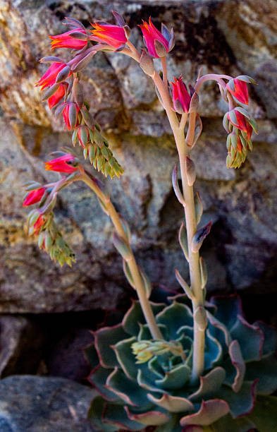 istock echeveria flowers 2215777688