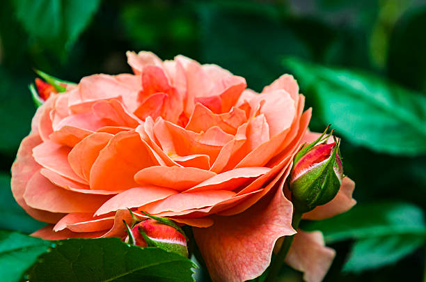 A beautiful tangerine colored rose with several buds against a dark background.