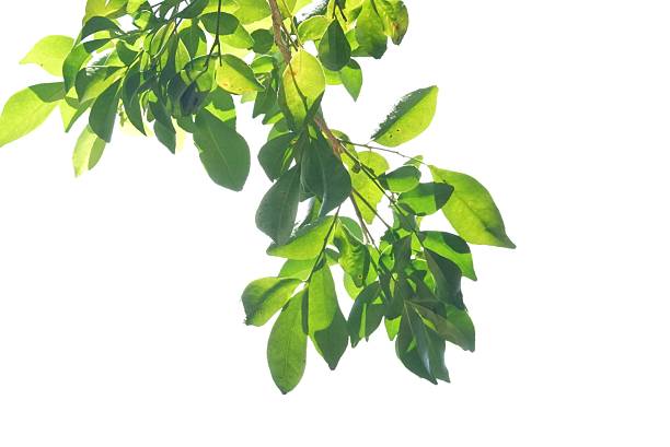 istock A tropical tree leaf with branches on white isolated background for green foliage backdrop 2215782781
