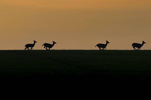 Silhouette of deer running across a field at sunset, highlighting the serene beauty of wildlife in motion against an orange sky.