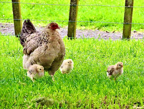 A Chicken with her three chicks in a field in a Public Park that has farm animals in Auckland
