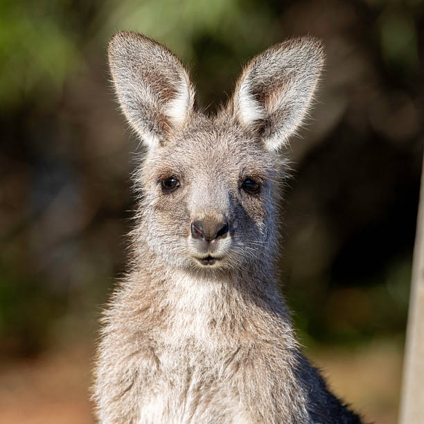 istock Eastern Grey kangaroo (Macropus giganteus) head shot, Canberra, ACT, March 2025 2215792190
