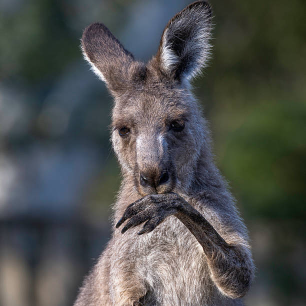 istock Eastern Grey kangaroo (Macropus giganteus) cooling itself, Canberra, ACT, March 2025 2215792196