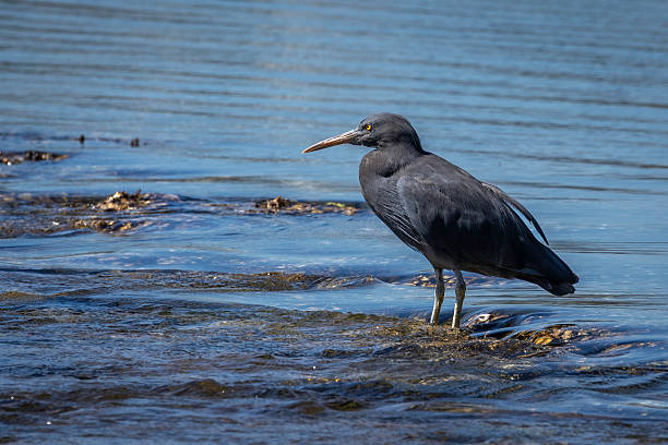 Eastern Reef Egret (Egretta sacra), Narooma, NSW, February 2024