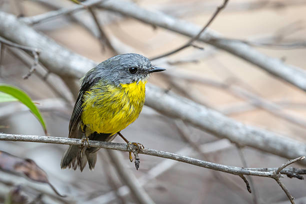 istock Eastern Yellow Robin (Eopsaltria australis), Narooma, NSW, March 2025 2215792247
