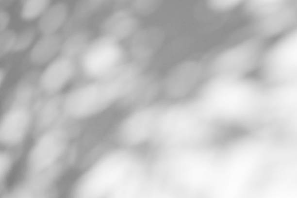 istock Abstract natural tree branch leaves shadow on white wall background 2215794596