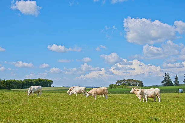 Grazing cattle roam a lush green pasture under a vivid blue sky lined with wisps of white clouds, embodying rural tranquility and the harmony of nature. The sunlight enhances the serene landscape.