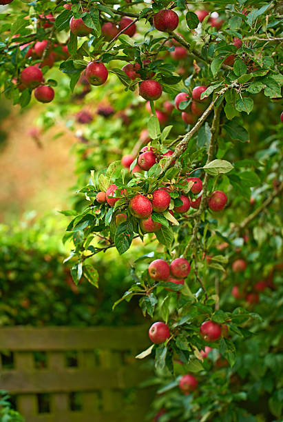 Developed in 1974 at the University of Minnesota and released in 1991, Honeycrisp apples are a cross between Macoun & Honeygold varieties. Honeycrisps have a characteristic two toned colouring and are widely regarded as the best tasting raw apple. In 2006 the Honeycrisp was named as the state fruit of Minnesota. Their production in Nova Scotia is subsidised,and they very much represent the future of the apple growing industry.