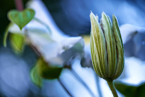 A close-up photograph of a budding flower, framed delicately against a softly blurred, light-filled natural background. The image portrays new beginnings, the beauty of nature, and tranquil nostalgy.