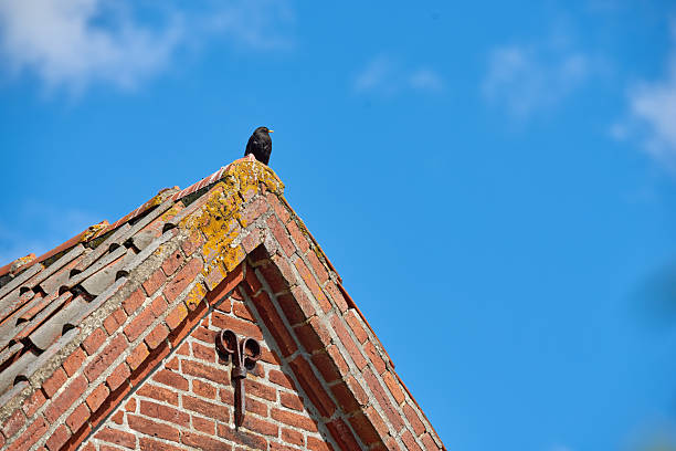 A scenic view captures a blackbird perched atop a weathered brick roof adorned with light moss growth, contrasting vividly against a clear blue sky. This harmonizes urban architecture with nature's serene simplicity.