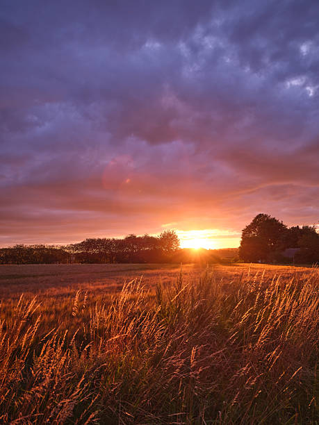 A serene sunset casts golden hues over a meadow, accentuating the warm tones of tall grasses as they sway gently in the breeze. The vibrant sky creates a picturesque and tranquil atmosphere.
