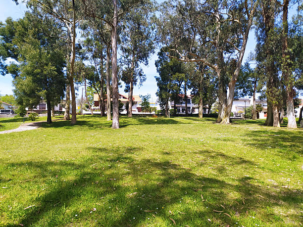 Serene park scene tall trees frame a grassy expanse, hinting at tranquility and community.  Perfect for illustrating concepts of nature, relaxation, residential areas, or environmental themes.
