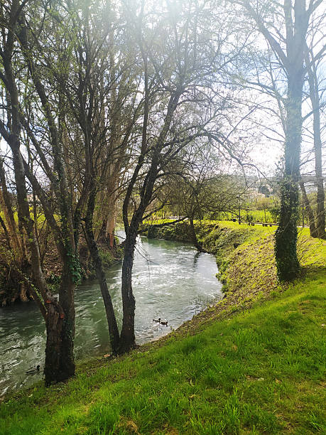 Serene riverside scene featuring lush green grass, mature trees, and flowing water. Evokes peace, nature, and springtime. Suitable for backgrounds, travel, or environmental themes.