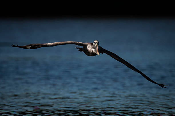 istock Brown Pelican Juvenile in Flight - Wings Down 2215795289