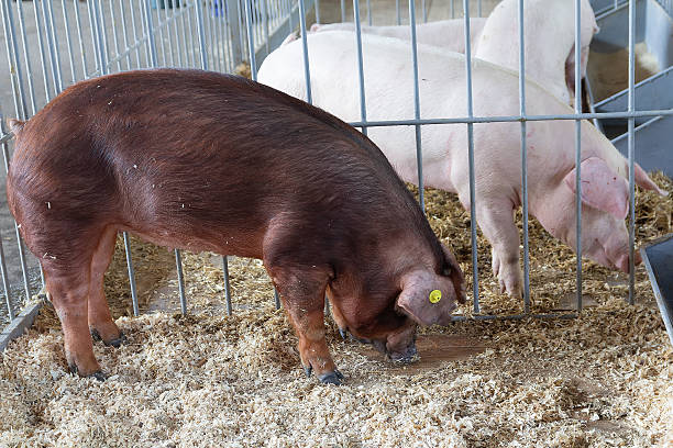 istock Purebred pigs Duroc in a stable on the farm 2215796700