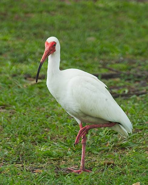 istock Graceful White Ibis Standing on One Leg in Green Grass 2215797994