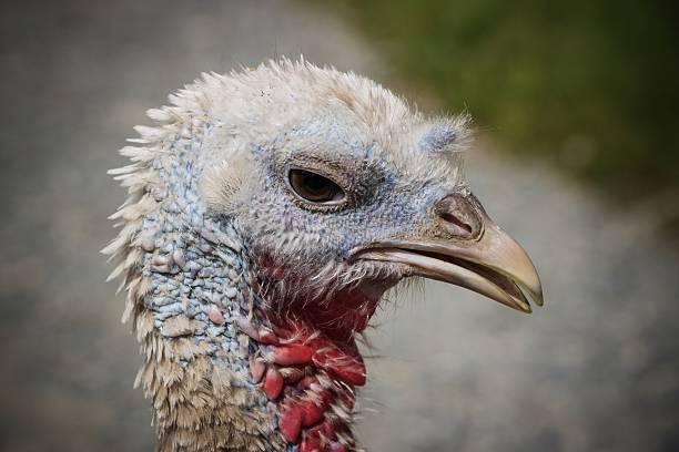 The turkey is a large bird in the genus Meleagris, native to North America. There are two extant turkey species: the wild turkey of eastern and central North America and the ocellated turkey of the Yucatán Peninsula in Mexico.