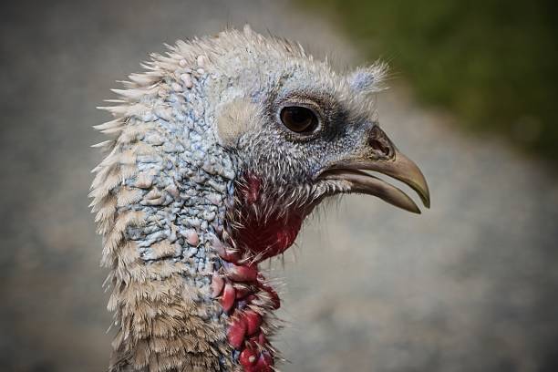 The turkey is a large bird in the genus Meleagris, native to North America. There are two extant turkey species: the wild turkey of eastern and central North America and the ocellated turkey of the Yucatán Peninsula in Mexico.