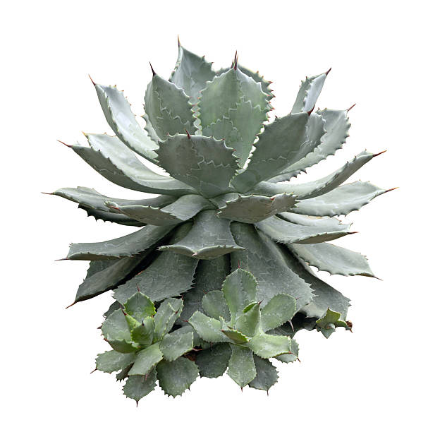 istock Tropical agave plant isolated on white background.This has clipping path. 2215802665