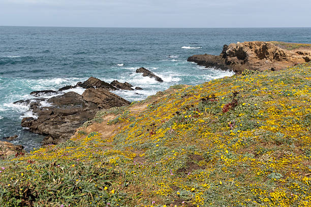 Yellow flowers at Salt Point State Park in the spring, Jenner, CA, USA