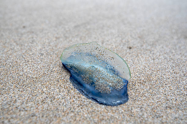 istock Velella velella, by-the-wind-sailor 2215803912
