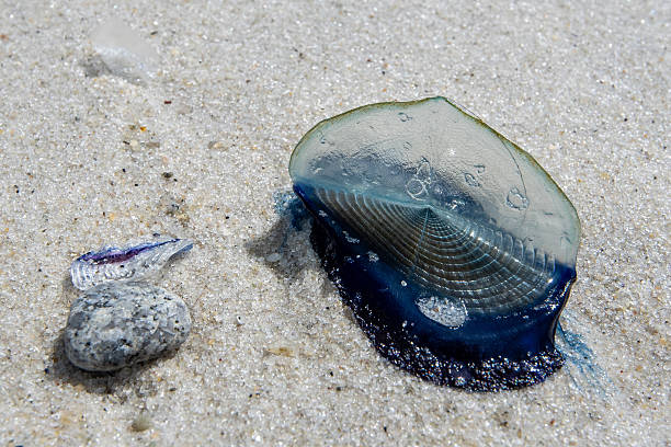 istock Velella velella, by-the-wind-sailor 2215803922