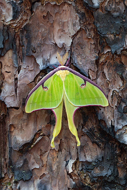 istock Luna Moth, Great Smoky Mountains 2215804303